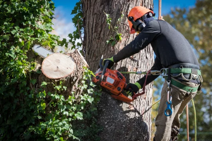 Tree Pruning Service