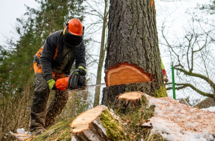 Emergency Tree Removal